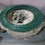 Green razor wire Double Galvanized 450mm 10m